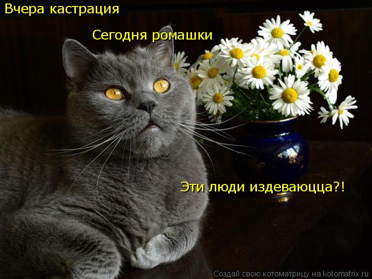 Вчера кастрация Сегодня ромашки Эти люди издеваюцца?!... Котоматрица: Вчера кастрация Сегодня ромашки Эти люди издеваюцца?!