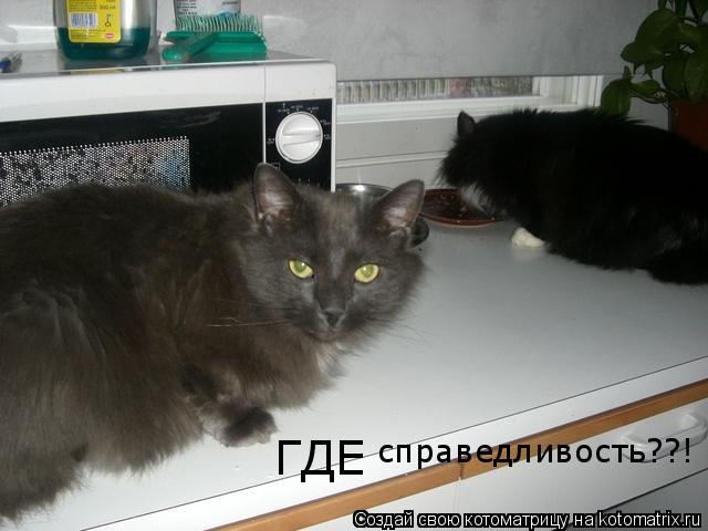 ГДЕ справедливость??!... Котоматрица: ГДЕ справедливость??!