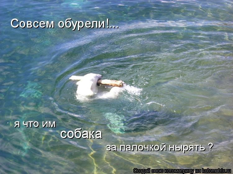 Совсем обурели!... я что им собака за палочкой нырять ?... Котоматрица: Совсем обурели!... я что им собака за палочкой нырять ?