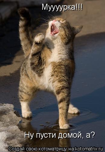 Муууурка!!! Ну пусти домой, а?... Котоматрица: Муууурка!!! Ну пусти домой, а?