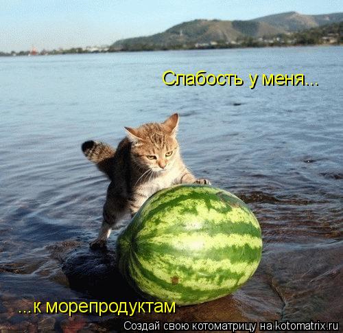 Слабость у меня... ...к морепродуктам... Котоматрица: Слабость у меня... ...к морепродуктам