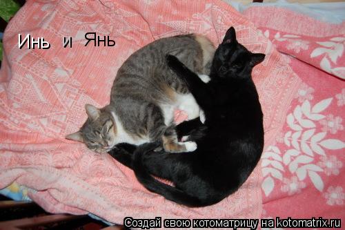 Инь Янь и... Котоматрица: Инь Янь и