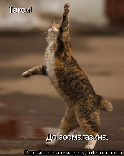 Котоматрица: Такси! До зоомагазина...