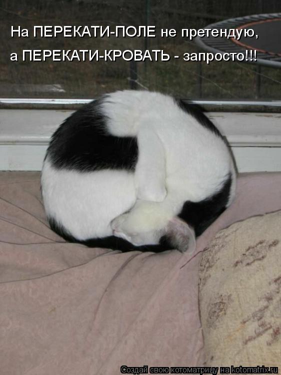 На ПЕРЕКАТИ-ПОЛЕ не претендую, а ПЕРЕКАТИ-КРОВАТЬ - запросто!!!... Котоматрица: На ПЕРЕКАТИ-ПОЛЕ не претендую, а ПЕРЕКАТИ-КРОВАТЬ - запросто!!!