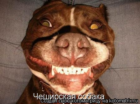 Котоматрица: Чеширская собака