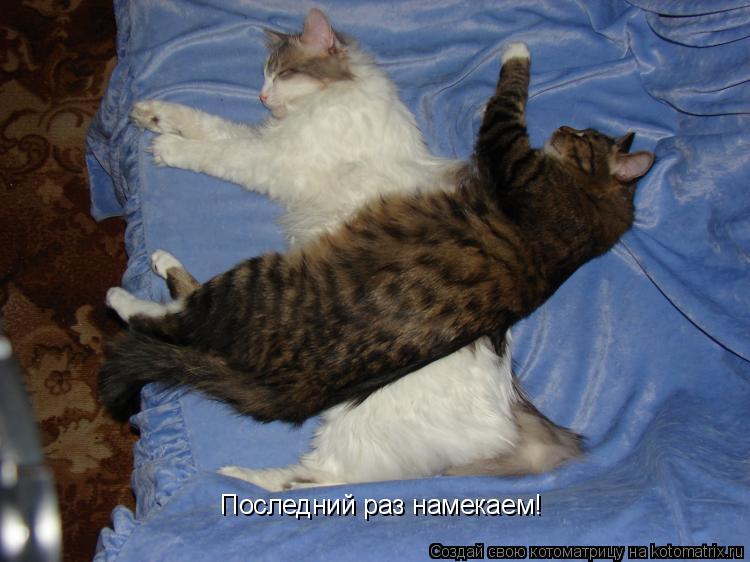 Котоматрица: Последний раз намекаем!