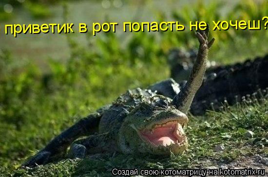 Котоматрица: приветик в рот попасть не хочеш?