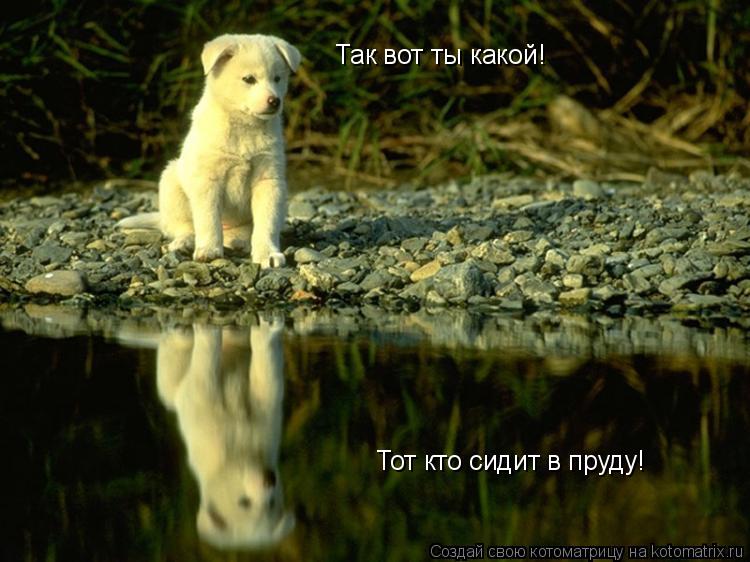 Котоматрица: Так вот ты какой! Тот кто сидит в пруду!