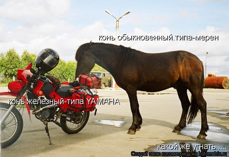 Котоматрица: конь обыкновенный.типа-мерен конь железный-типа YAMAHA какой же угнать.....