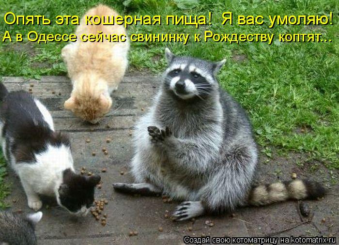 Котоматрица: Опять эта кошерная пища!  Я вас умоляю! А в Одессе сейчас свининку к Рождеству коптят...