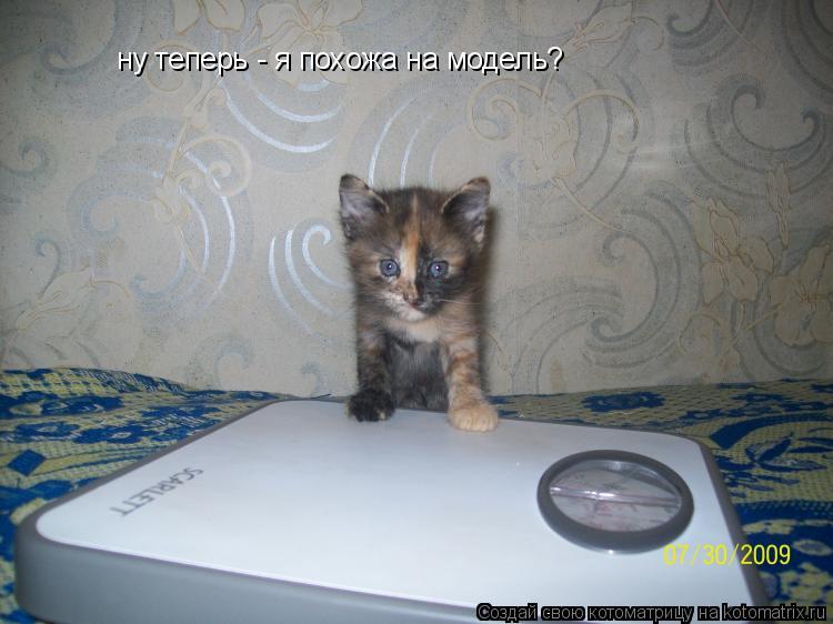 Котоматрица: ну теперь - я похожа на модель?