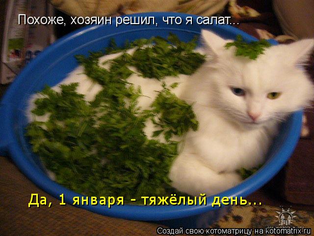 Котоматрица: Похоже, хозяин решил, что я салат... Да, 1 января - тяжёлый день...