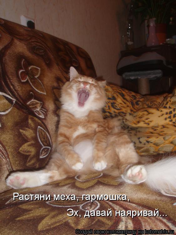 Котоматрица: Растяни меха, гармошка, Эх, давай наяривай...
