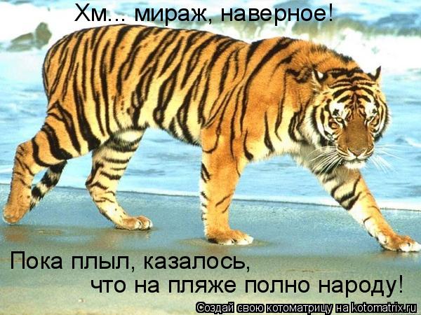 Котоматрица: Хм... мираж, наверное! Пока плыл, казалось,  что на пляже полно народу!