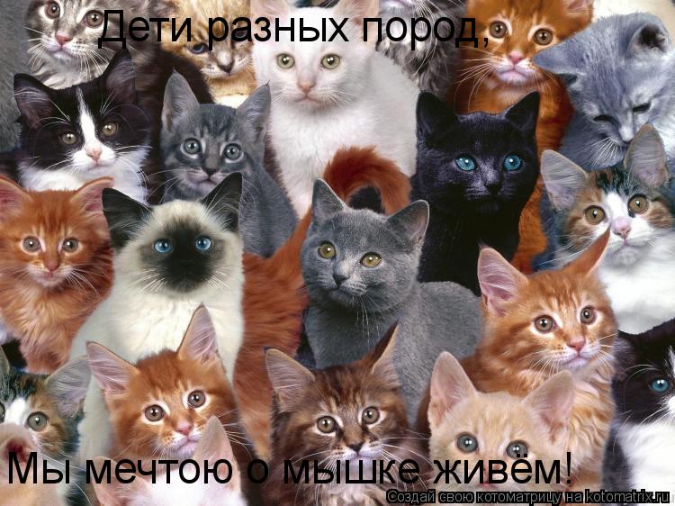 Дети разных пород, Мы мечтою о мышке живём!... Котоматрица: Дети разных пород, Мы мечтою о мышке живём!