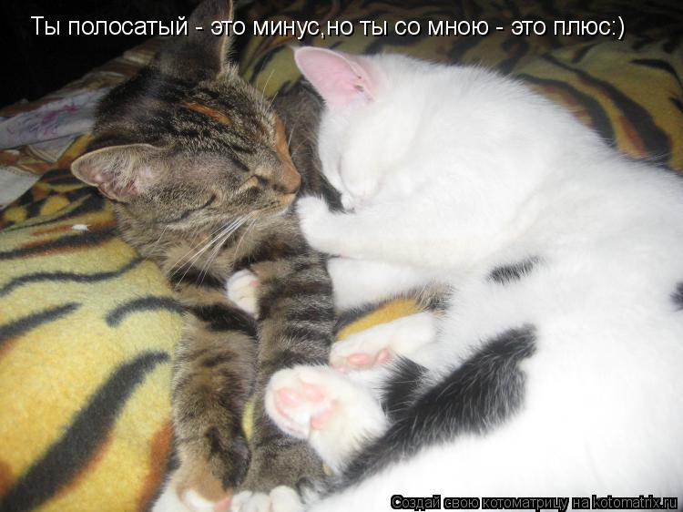 Котоматрица: Ты полосатый - это минус,но ты со мною - это плюс:)