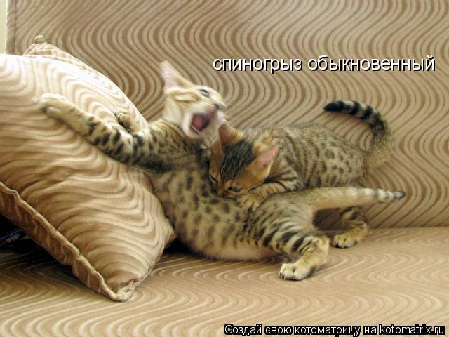 Котоматрица: спиногрыз обыкновенный