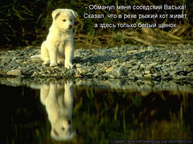- Обманул меня соседский Васька! Сказал, что в реке рыжий кот живёт, а здесь только белый щенок...... Котоматрица: - Обманул меня соседский Васька! Сказал, что в реке рыжий кот живёт, а здесь только белый щенок...
