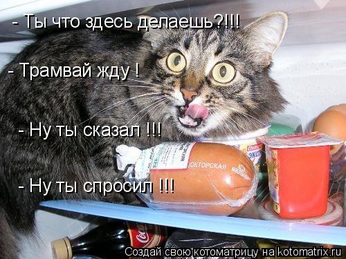 Котоматрица: - Трамвай жду !  - Ну ты сказал !!!   - Ну ты спросил !!!   - Ты что здесь делаешь?!!!