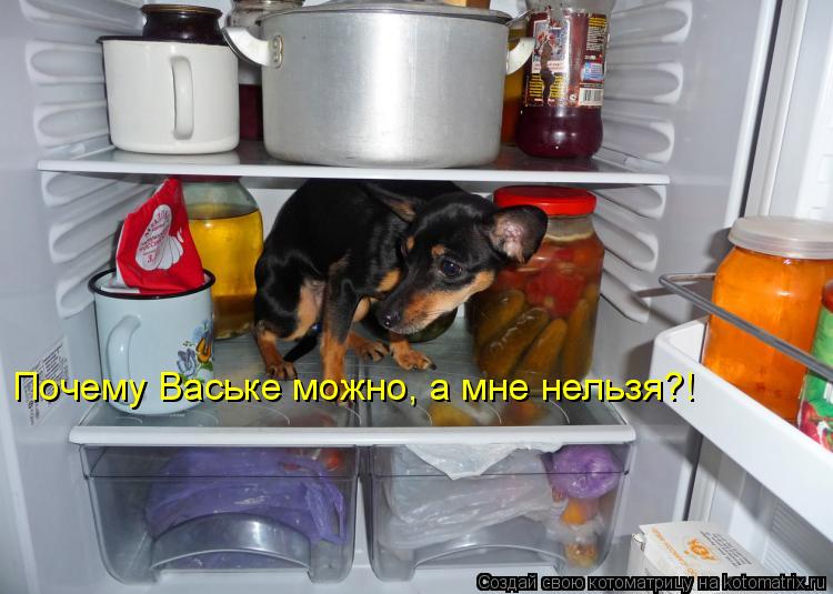 Котоматрица: Почему Ваське можно, а мне нельзя?!