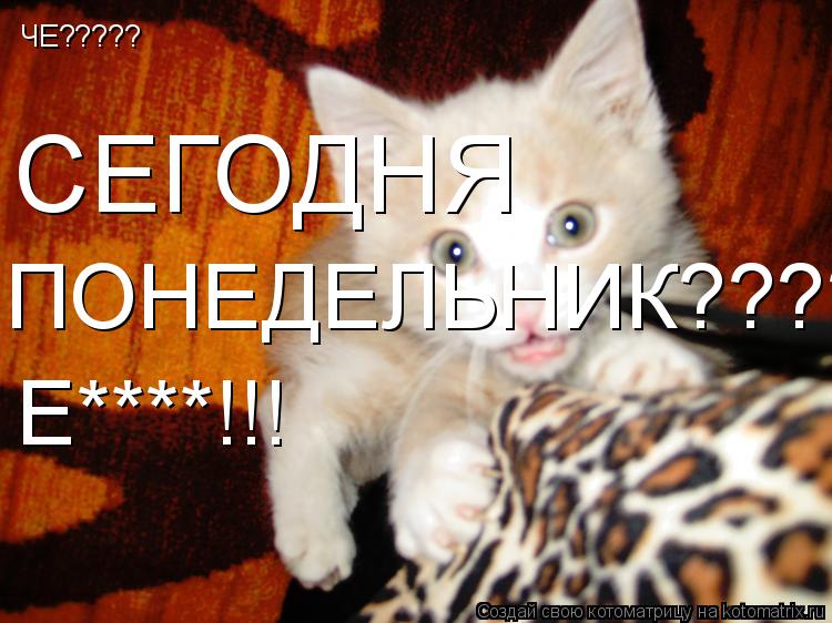 Котоматрица: ЧЕ????? СЕГОДНЯ ПОНЕДЕЛЬНИК????? Е****!!!