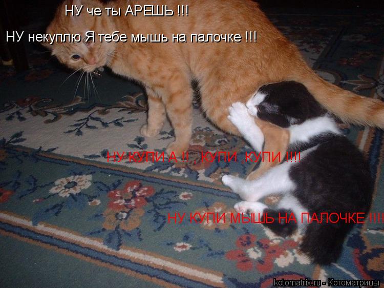 Котоматрица: НУ че ты АРЕШЬ !!! НУ некуплю Я тебе мышь на палочке !!! НУ КУПИ А !! , КУПИ ,КУПИ !!!! НУ КУПИ МЫШЬ НА ПАЛОЧКЕ !!!! ПЛИЗ !!!!