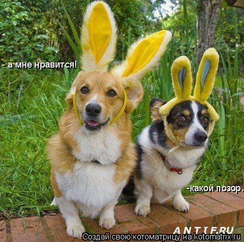 Котоматрица: -какой позор... - а мне нравится!