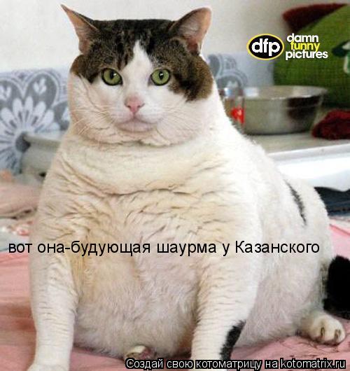 Котоматрица: вот она-будующая шаурма у Казанского