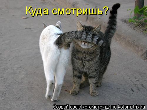 Котоматрица: Куда смотришь?