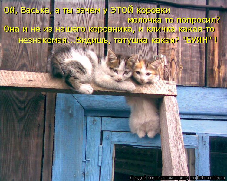Котоматрица: Ой, Васька, а ты зачем у ЭТОЙ коровки молочка то попросил? Она и не из нашего коровника, и кличка какая-то незнакомая...Видишь, татушка какая? "