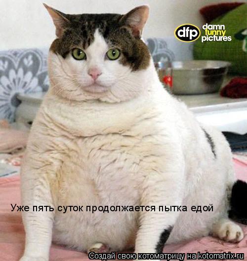 Котоматрица: Уже пять суток продолжается пытка едой