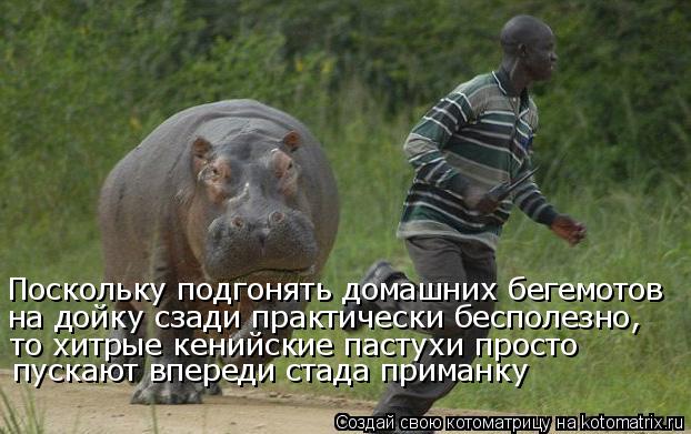Котоматрица: Поскольку подгонять домашних бегемотов  на дойку сзади практически бесполезно,  то хитрые кенийские пастухи просто  пускают впереди стада 