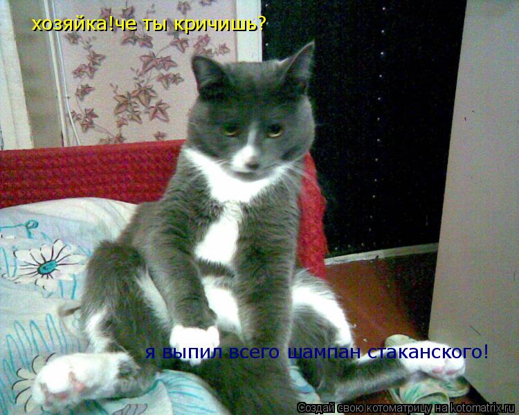 Котоматрица: хозяйка!че ты кричишь? я выпил всего шампан стаканского!