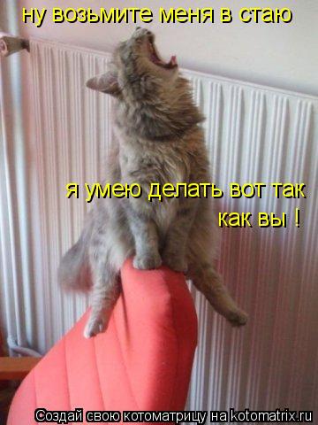 Котоматрица: ну возьмите меня в стаю я умею делать вот так  как вы !