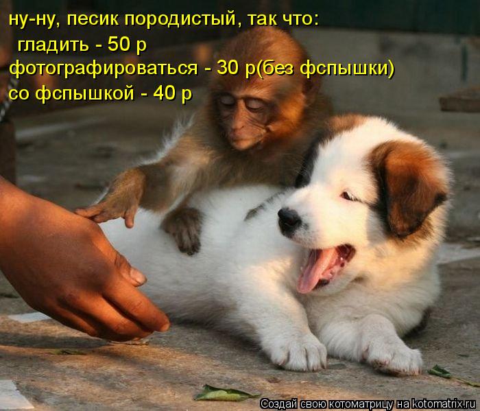Котоматрица: гладить - 50 р фотографироваться - 30 р(без фспышки) ну-ну, песик породистый, так что: со фспышкой - 40 р со фспышкой - 40 р