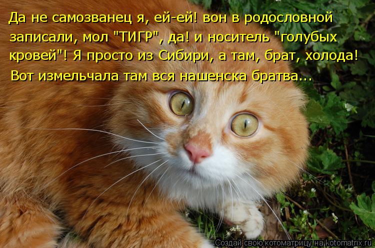 Котоматрица: Да не самозванец я, ей-ей! вон в родословной записали, мол "ТИГР", да! и носитель "голубых кровей"! Я просто из Сибири, а там, брат, холода! Вот из