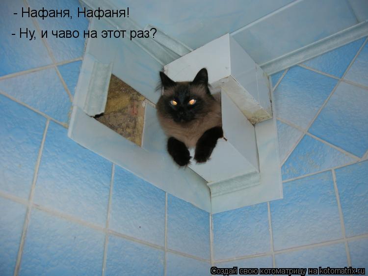 Котоматрица: - Нафаня, Нафаня! - Ну, и чаво на этот раз?