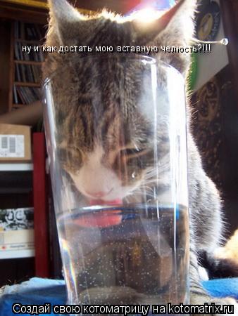 Котоматрица: ну и как достать мою вставную челюсть?!!!