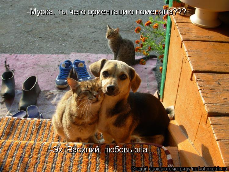 Котоматрица: -Мурка, ты чего ориентацию поменяла??? -Эх, Василий, любовь зла...