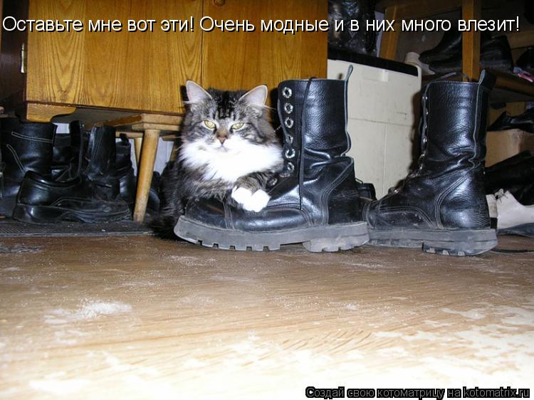 Котоматрица: Оставьте мне вот эти! Очень модные и в них много влезит!
