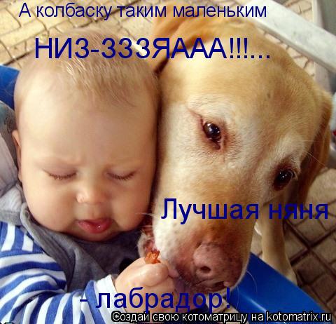Котоматрица: А колбаску таким маленьким  НИЗ-ЗЗЗЯААА!!!... Лучшая няня - лабрадор!