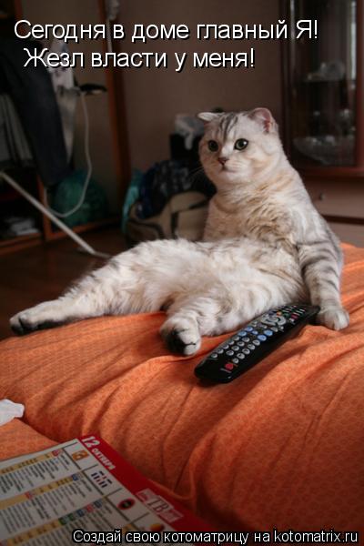Сегодня в доме главный Я! Жезл власти у меня!... Котоматрица: Сегодня в доме главный Я! Жезл власти у меня!