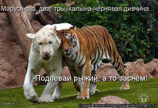 Маруся-раз, два, тры, калына-чёрнявая дивчина... -Подпевай рыжий, а то заснём!... Котоматрица: Маруся-раз, два, тры, калына-чёрнявая дивчина... -Подпевай рыжий, а то заснём!