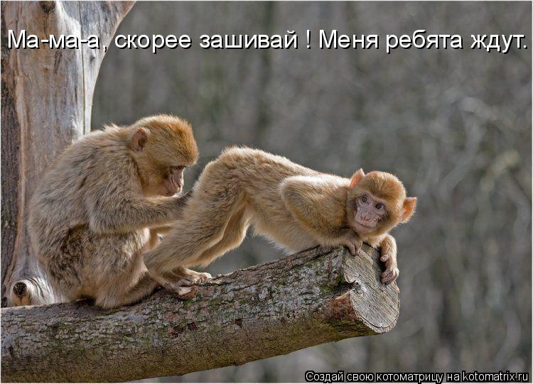 Ма-ма-а, скорее зашивай ! Меня ребята ждут.... Котоматрица: Ма-ма-а, скорее зашивай ! Меня ребята ждут.