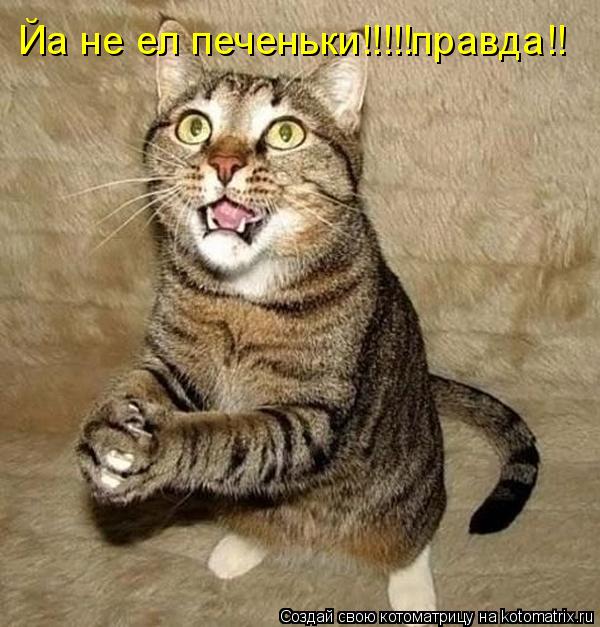 Йа не ел печеньки!!!!!правда!!... Котоматрица: Йа не ел печеньки!!!!!правда!!