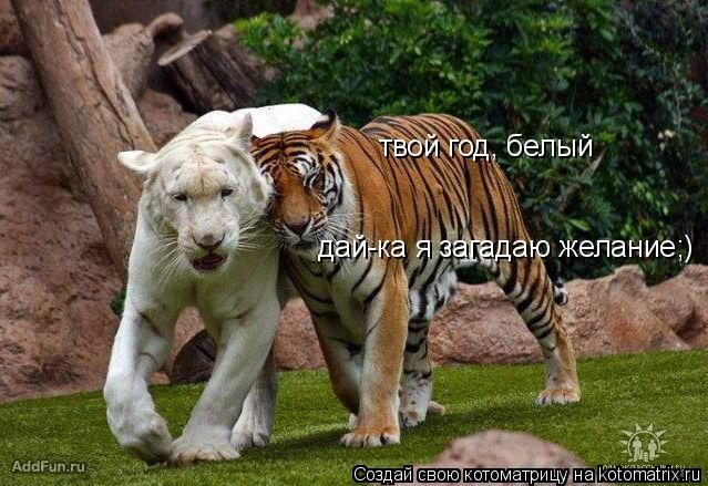 твой год, белый дай-ка я загадаю желание;)... Котоматрица: твой год, белый дай-ка я загадаю желание;)