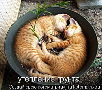 утепление грунта... Котоматрица: утепление грунта
