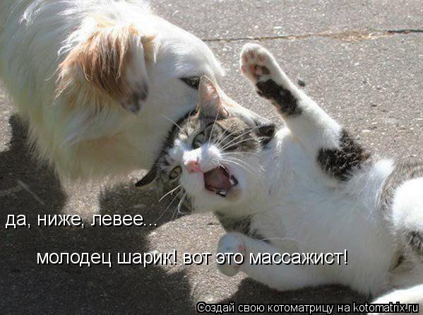 Котоматрица: да, ниже, левее... молодец шарик! вот это массажист!