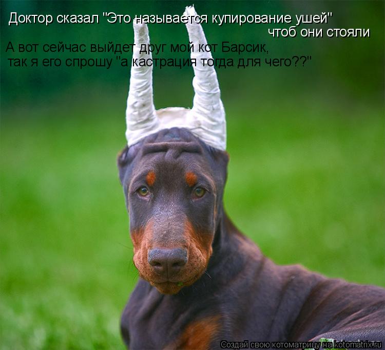 Котоматрица: Доктор сказал "Это называется купирование ушей" чтоб они стояли А вот сейчас выйдет друг мой кот Барсик, так я его спрошу "а кастрация тогда 