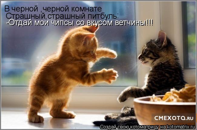 Котоматрица: В черной ,черной комнате Страшный,страшный питбуль -Отдай мои чипсы со вкусом ветчины!!! :